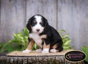 tri-colored mini bernedoodle IL