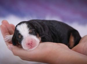 tri-colored mini bernedoodle near Chicago 