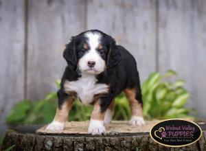 tri-colored mini bernedoodle IL