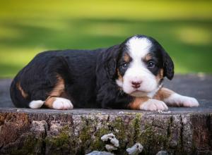 tri-colored mini bernedoodle near Chicago Illinois