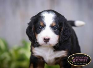 tri-colored mini bernedoodle IL