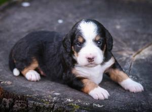 tri-colored mini bernedoodle near Chicago Illinois