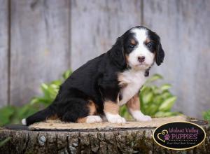 tri-colored mini bernedoodle IL