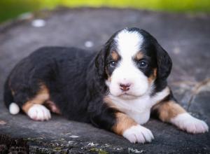 tri-colored mini bernedoodle near Chicago Illinois