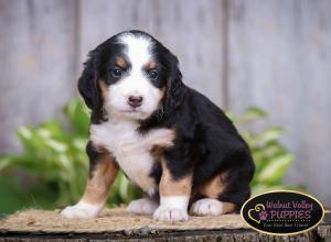 tri-colored mini bernedoodle IL