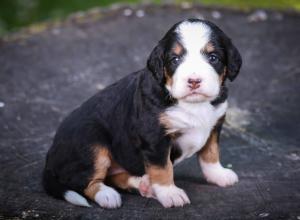 tri-colored mini bernedoodle near Chicago Illinois