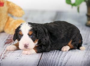 tri-colored mini bernedoodle near Chicago 