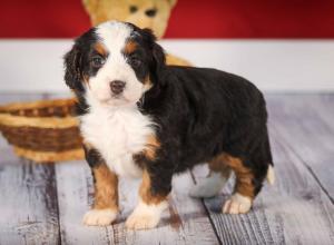 tri-colored mini bernedoodle near Chicago 