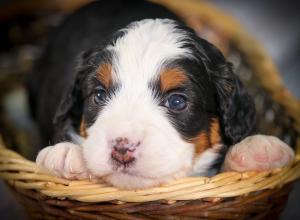 tri-colored mini bernedoodle near Chicago 