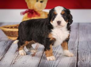 tri-colored mini bernedoodle near Chicago 