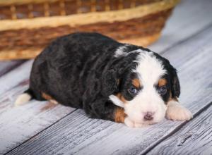 tri-colored mini bernedoodle near Chicago 