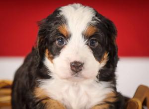 tri-colored mini bernedoodle near Chicago 