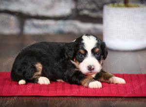 tri-colored female mini bernedoodle near Chicago Illinois