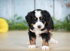 tri-colored female mini bernedoodle near Chicago Illinois