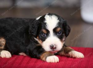 tri-colored female mini bernedoodle near Chicago Illinois