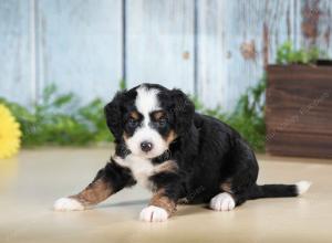 tri-colored female mini bernedoodle near Chicago Illinois