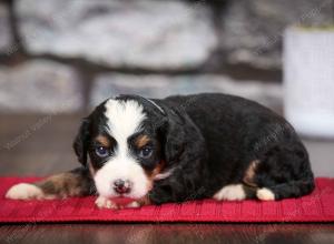 tri-colored female mini bernedoodle near Chicago Illinois