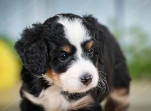 tri-colored female mini bernedoodle near Chicago Illinois