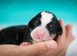 tri-colored female mini bernedoodle near Chicago Illinois