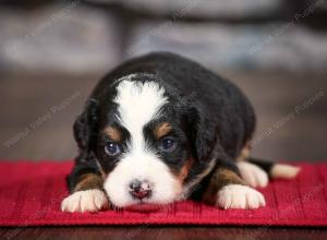 tri-colored female mini bernedoodle near Chicago Illinois