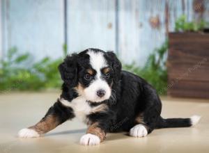 tri-colored female mini bernedoodle near Chicago Illinois