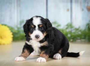 tri-colored female mini bernedoodle near Chicago Illinois