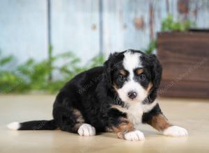 tri-colored female mini bernedoodle near Chicago Illinois