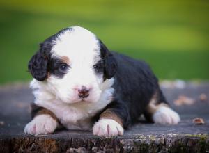 tri-colored mini bernedoodle near Chicago Illinois