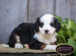 tri-colored mini bernedoodle IL