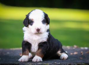 tri-colored mini bernedoodle near Chicago Illinois