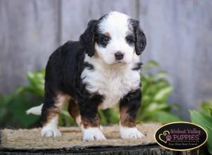 tri-colored mini bernedoodle IL