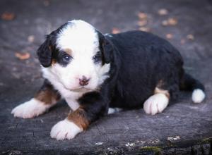 tri-colored mini bernedoodle near Chicago Illinois