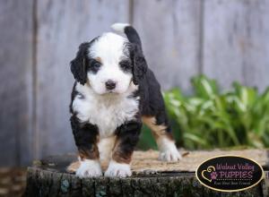 tri-colored mini bernedoodle IL