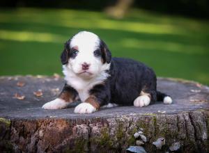 tri-colored mini bernedoodle near Chicago Illinois