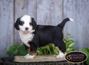 tri-colored mini bernedoodle IL