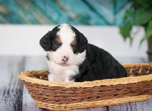 tri-colored mini bernedoodle near Chicago 