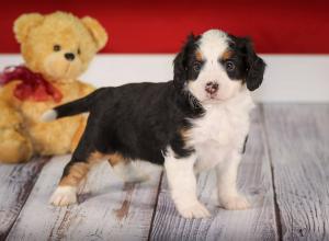 tri-colored mini bernedoodle near Chicago 