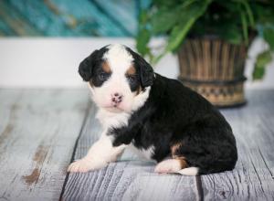 tri-colored mini bernedoodle near Chicago 