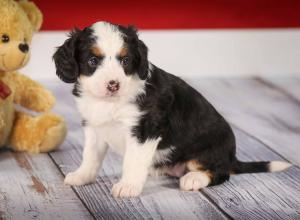 tri-colored mini bernedoodle near Chicago 