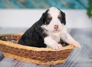 tri-colored mini bernedoodle near Chicago 