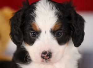 tri-colored mini bernedoodle near Chicago 