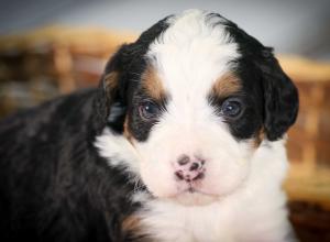 tri-colored mini bernedoodle near Chicago 