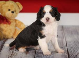 tri-colored mini bernedoodle near Chicago 