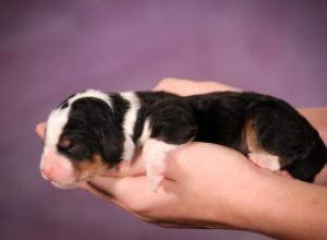 tri-colored mini bernedoodle near Chicago 