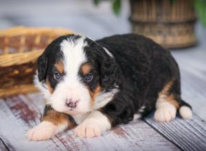 tri-colored mini bernedoodle near Chicago 