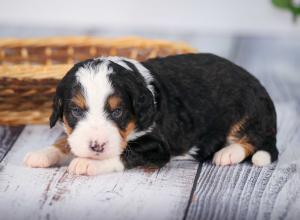 tri-colored mini bernedoodle near Chicago 