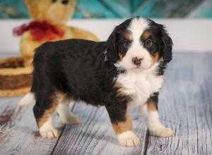 tri-colored mini bernedoodle near Chicago 