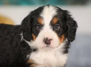 tri-colored mini bernedoodle near Chicago 