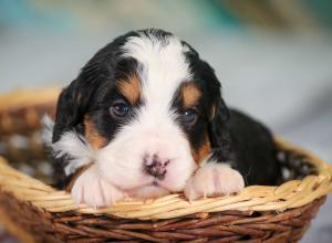 tri-colored mini bernedoodle near Chicago 