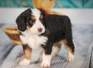 tri-colored mini bernedoodle near Chicago 